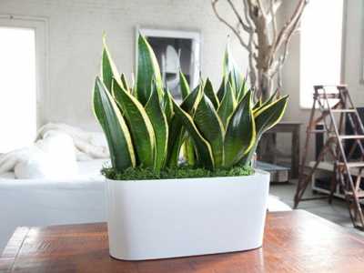 Cách Bày Trí Phong Thủy Cây Lưỡi Hổ Trong Nhà