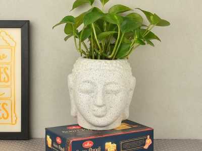 Bật Mí Bí Mật Cách Trồng Cây Phong Thủy Theo Tuổi