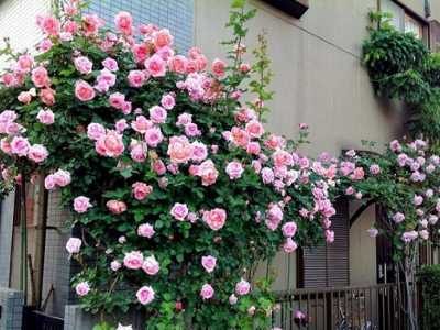 Nên Trồng Cây Gì Ở Ban Công Để Mang Vượng Khí