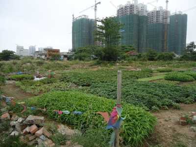 5 Rủi Ro Cần Tránh Khi Mua Đất Nông Nghiệp Để Ở