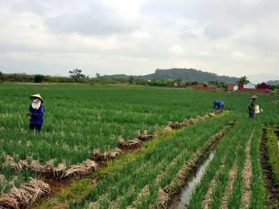 Đất 50 Năm Là Gì Có Bi Thu Hồi Và Làm Sổ Đỏ Không