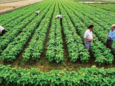 Đất Lâm Nghiệp Là Gì? Cần Lưu Ý Gì